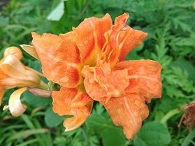 届かぬ想いを忘れ草