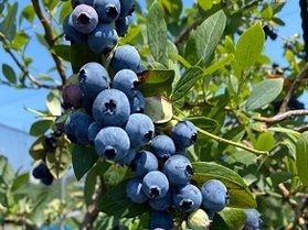 7月24日、31日、8月7日ブルーベリー狩り行きませんか?