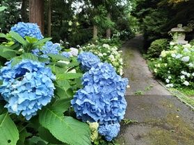 紫陽花が見頃を迎えています♪