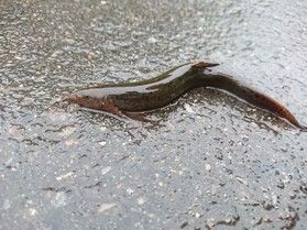 雨の日散歩で駐車場にドジョウ現れる？！