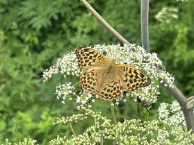 蝶の集会、白い花火の上で開催中!