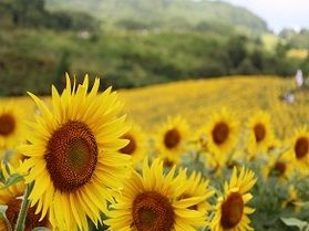 ひまわり見るなら福島へ！　三ノ倉高原　