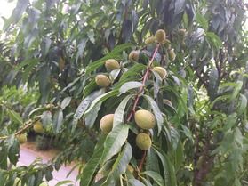 植物日記「ハナモモの実」