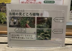 見頃の植物 案内map!はじめました🌼