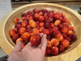 ちいさなりんご🍎み～つけた。