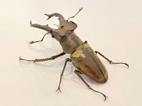 【クワガタ】今年の夏も、みんなの人気者が出現中