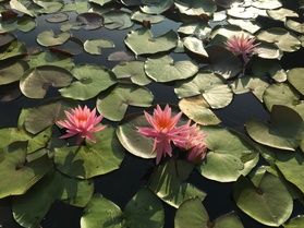 とっても綺麗に咲いてました!!