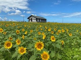 月山高原ひまわり情報