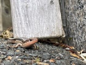 網張のいきもの観察記録㉔ ヒガシニホントカゲ