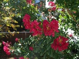夏水仙と百日紅の花が見頃です🌸