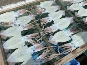 夏の絶品<br>イカの一夜干し