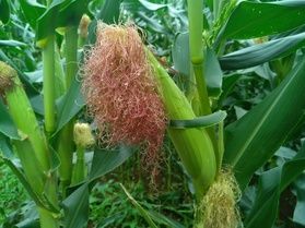 いざ、　とうもろこし迷路へ　🌽