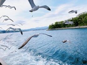 【土日・祝日限定】気仙沼ベイクルーズを楽しむ
