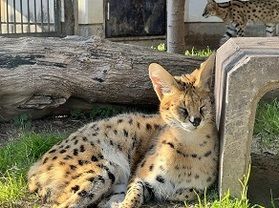 とべ動物園で貴重な体験も!