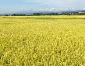 稲刈り始まりました!