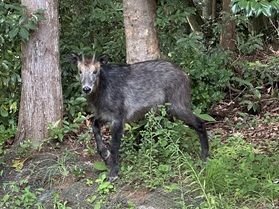 カモシカお散歩中