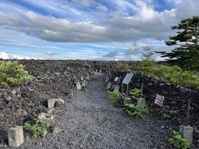 岩手山の固まった溶岩原 (Hardened lava)