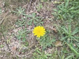 近くの公園に咲いている小さなお花❁