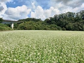 蕎麦(ソバ)の花が見ごろです^^/