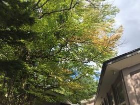 今年の紅葉はどうですか？　9/18現在の状況