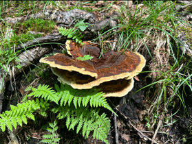 村上山のきのこたち🍄🍄