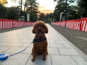 庄内大祭を見学してきました