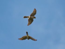 今年もタカの渡りが始まってます