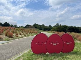 色づき始めたコキア