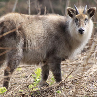 長野県のシンボルって？？