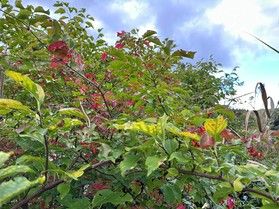 休暇村周辺は秋の装いまでもう少し♪