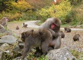 大人気紅葉狩りスポット「神庭の滝」