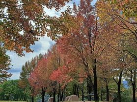 色づきはじめた蒜山高原の紅葉情報