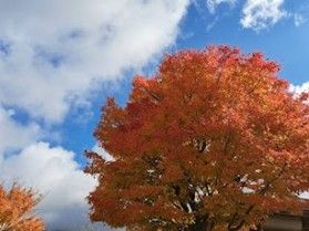見ごたえあり◎ 蒜山の紅葉情報