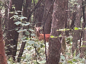 園地内在住のシカたちの冬🦌