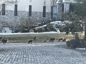 森の珍しいお客さん♪