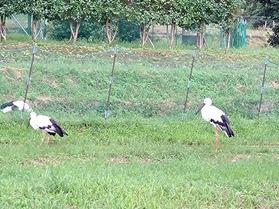 幸せを運ぶ鳥 「こうのとり」