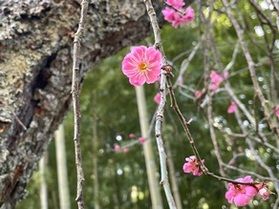 春のお出かけスポット情報<br>湯田川温泉 梅林公園