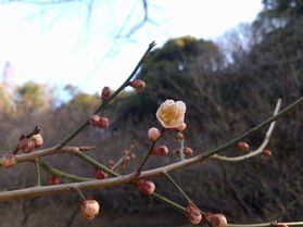 梅の開花