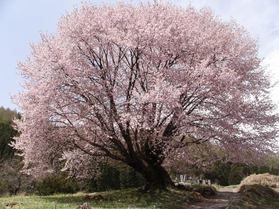 門前町の桜を再発見してみませんか？