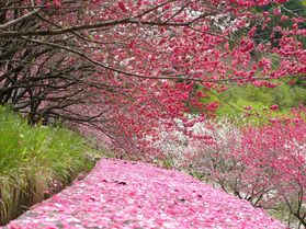 昼神・園原の花桃 4月下旬~
