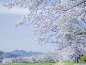 🌸おすすめ桜鑑賞スポット🌸