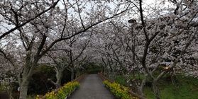 館山城の桜が見ごろです 【6日までライトアップ実施中】