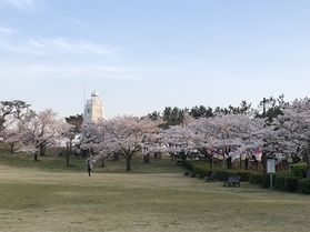桜の開花目前!<br>4月のオフピーク旅空室あります♪