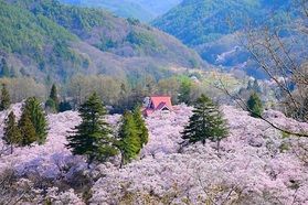 花見の計画にオススメ高遠城址公園の桜