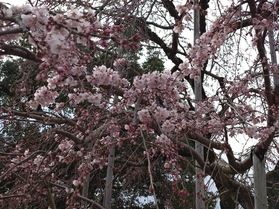 出石桜まつり開催中です♪