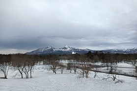 春のお便り