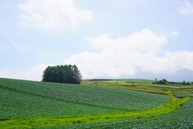 「カラマツの丘」の春夏秋冬