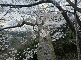 竹野桜開花情報!