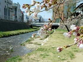 女鳥羽川の桜、もう間もなくです。