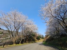 桜開花情報!